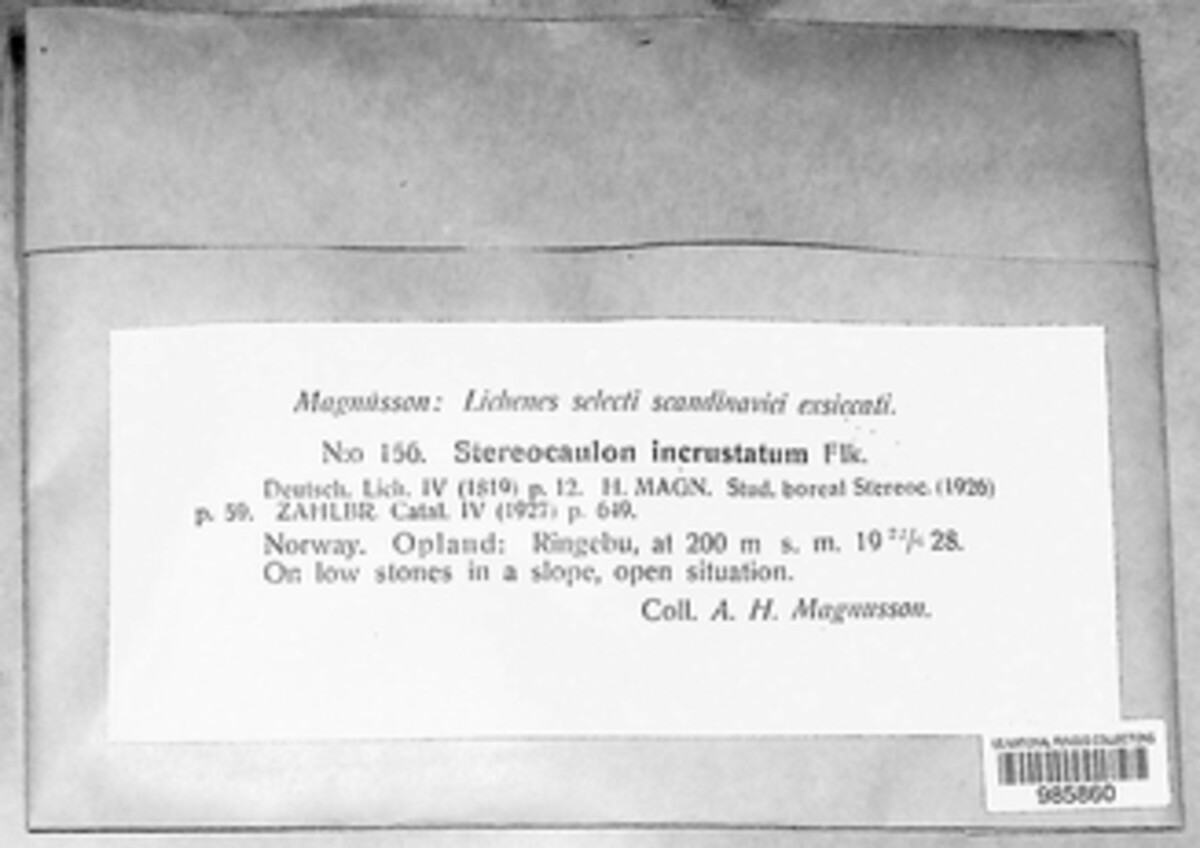 Stereocaulon incrustatum image